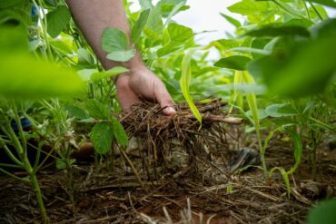 Soja impulsiona a economia de Mato Grosso e fortalece o desenvolvimento regional