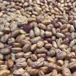 Mercado de feijão opera com cautela no início de dezembro e exportações batem recorde histórico em 2025