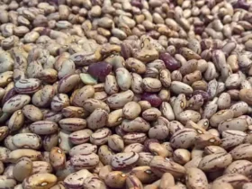 Mercado de feijão opera com cautela no início de dezembro e exportações batem recorde histórico em 2025