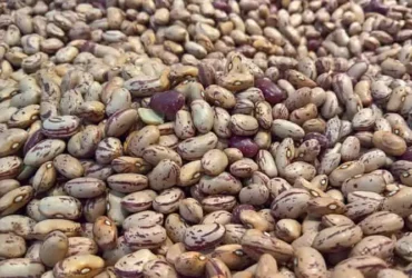 Mercado de feijão opera com cautela no início de dezembro e exportações batem recorde histórico em 2025