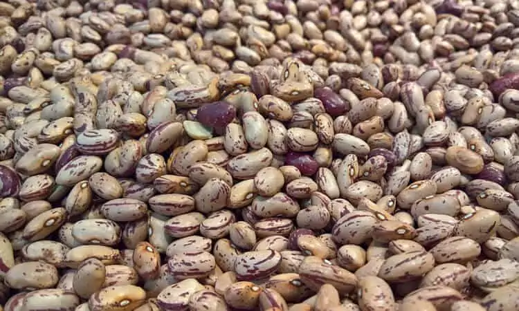 Mercado de feijão opera com cautela no início de dezembro e exportações batem recorde histórico em 2025