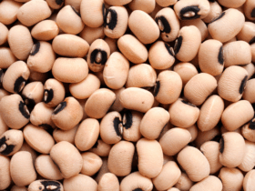 Brasil amplia acesso internacional e conquista novos mercados para macadâmia e feijões