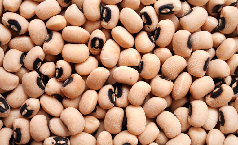 Brasil amplia acesso internacional e conquista novos mercados para macadâmia e feijões