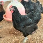 Criação da galinha Canela Preta em Sergipe fortalece articulação institucional no Alto Sertão