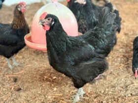 Criação da galinha Canela Preta em Sergipe fortalece articulação institucional no Alto Sertão