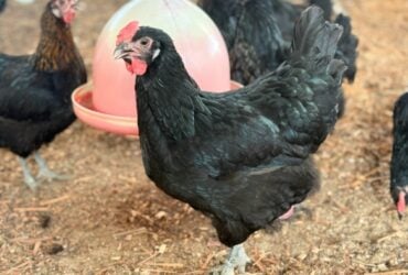 Criação da galinha Canela Preta em Sergipe fortalece articulação institucional no Alto Sertão