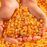 Maior interesse comprador e retração vendedora mantêm preços do milho em alta