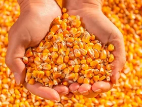 Maior interesse comprador e retração vendedora mantêm preços do milho em alta