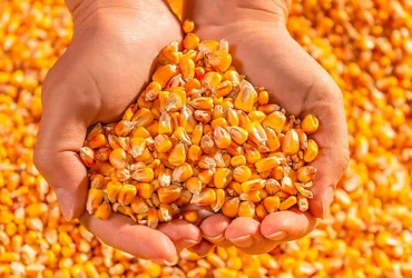 Maior interesse comprador e retração vendedora mantêm preços do milho em alta