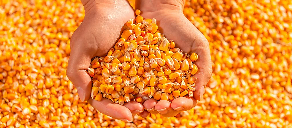 Maior interesse comprador e retração vendedora mantêm preços do milho em alta