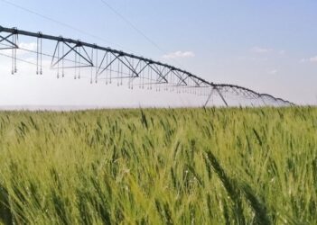 Irrigação estratégica do trigo no Cerrado reduz pela metade a emissão de gases de efeito estufa