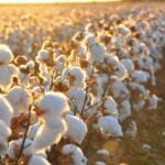 Preços domésticos do algodão oscilam; exportações podem atingir novo recorde