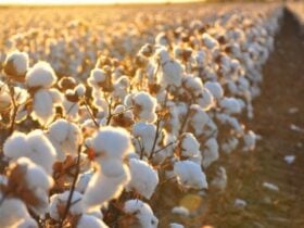 Preços domésticos do algodão oscilam; exportações podem atingir novo recorde