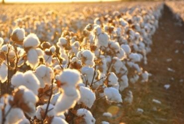 Preços domésticos do algodão oscilam; exportações podem atingir novo recorde
