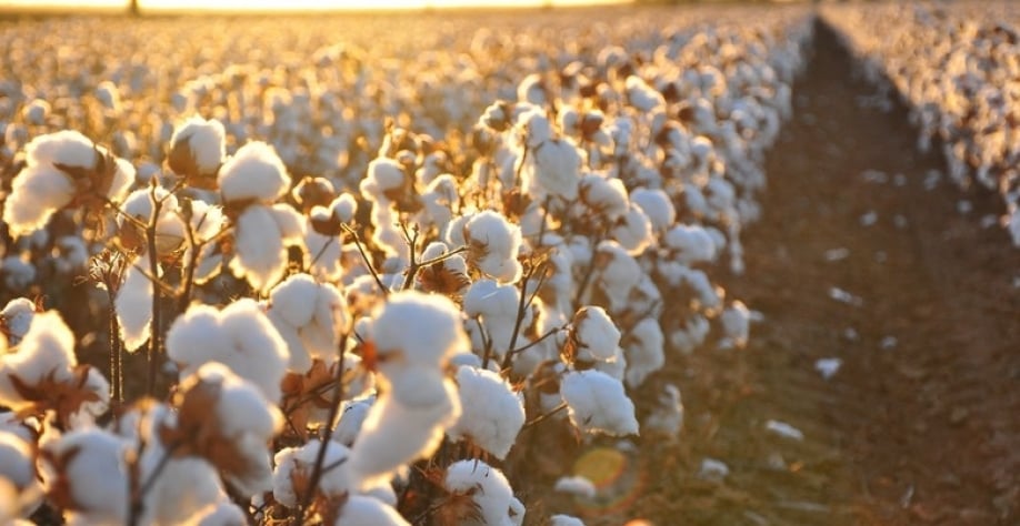 Preços domésticos do algodão oscilam; exportações podem atingir novo recorde