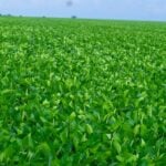 Agro em Código discute a rastreabilidade da produção agropecuária brasileira