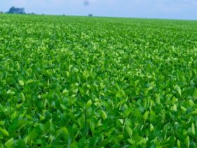 Agro em Código discute a rastreabilidade da produção agropecuária brasileira