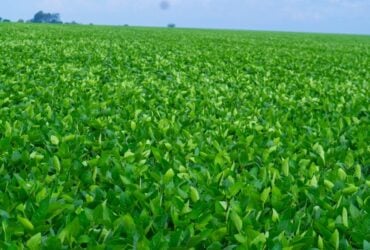 Agro em Código discute a rastreabilidade da produção agropecuária brasileira