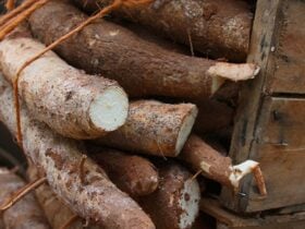 Queda semanal do preço da mandioca é a maior desde julho