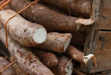 Queda semanal do preço da mandioca é a maior desde julho