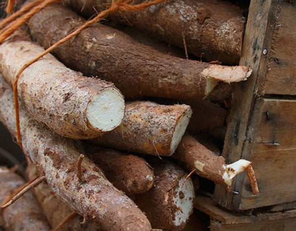 Queda semanal do preço da mandioca é a maior desde julho