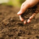 Estratégias de manejo melhoram qualidade do solo e aumentam renda do produtor