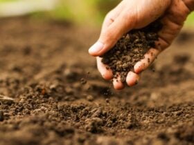 Estratégias de manejo melhoram qualidade do solo e aumentam renda do produtor