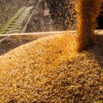 Conab abre oportunidade para transportadores de Mato Grosso com novo leilão de frete