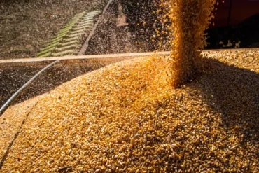 Conab abre oportunidade para transportadores de Mato Grosso com novo leilão de frete