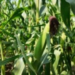 Grãos que alimentam o mundo: o papel estratégico da soja e do milho na cadeia de proteína animal