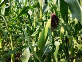 Grãos que alimentam o mundo: o papel estratégico da soja e do milho na cadeia de proteína animal