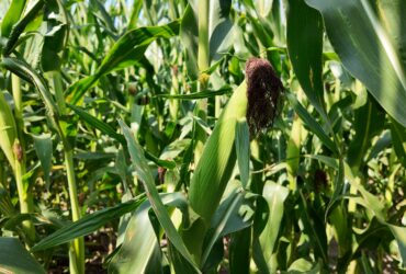 Grãos que alimentam o mundo: o papel estratégico da soja e do milho na cadeia de proteína animal