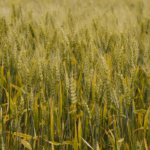 No acumulado até o terceiro trimestre, agro puxa crescimento da economia com alta de 11,6%