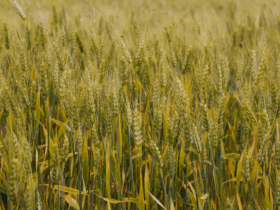 No acumulado até o terceiro trimestre, agro puxa crescimento da economia com alta de 11,6%