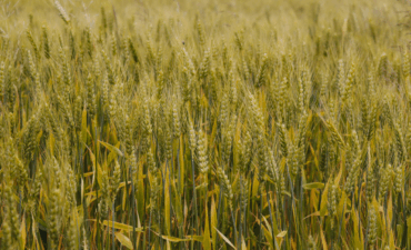 No acumulado até o terceiro trimestre, agro puxa crescimento da economia com alta de 11,6%