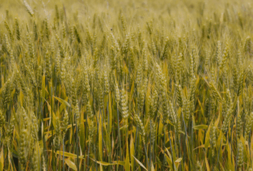 No acumulado até o terceiro trimestre, agro puxa crescimento da economia com alta de 11,6%