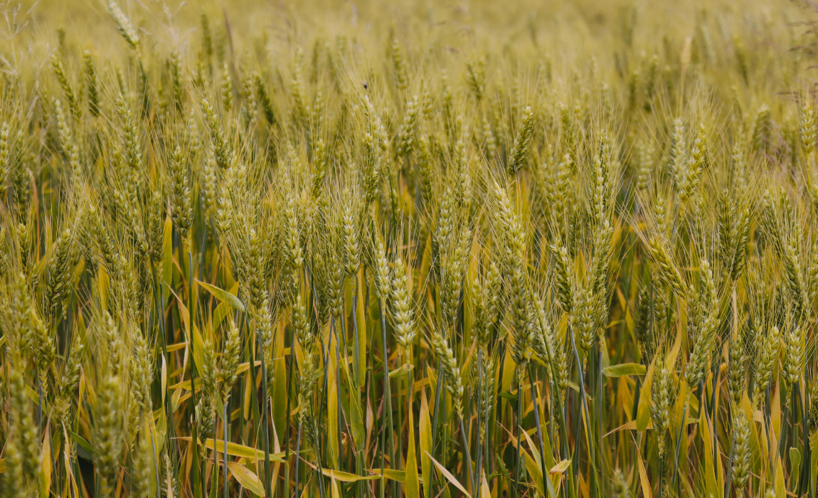 No acumulado até o terceiro trimestre, agro puxa crescimento da economia com alta de 11,6%
