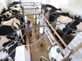 Paraná regulamenta lei que proíbe reconstituição de leite em pó importado