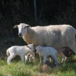 Produtores, pesquisadores e técnicos participam de evento sobre a genética Booroola