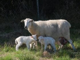 Produtores, pesquisadores e técnicos participam de evento sobre a genética Booroola