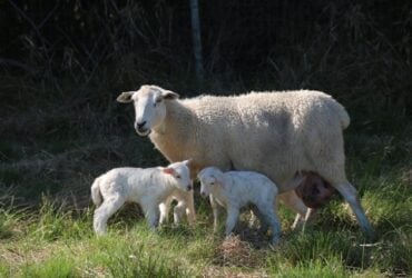 Produtores, pesquisadores e técnicos participam de evento sobre a genética Booroola