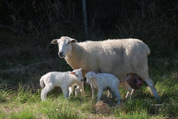 Produtores, pesquisadores e técnicos participam de evento sobre a genética Booroola