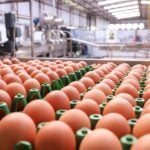 Poder de compra do avicultor paulista recua em novembro diante da pressão nos preços dos ovos