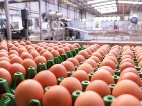 Poder de compra do avicultor paulista recua em novembro diante da pressão nos preços dos ovos