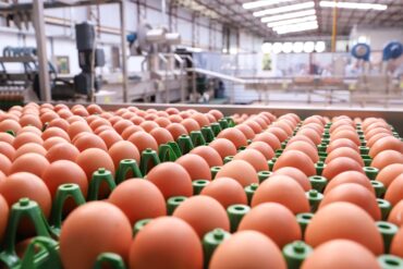 Poder de compra do avicultor paulista recua em novembro diante da pressão nos preços dos ovos