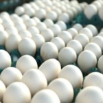 Brasil fecha ano com crescimento em produção, consumo e exportações de carne de frango, carne suína e ovos, aponta a ABPA