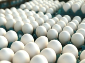 Brasil fecha ano com crescimento em produção, consumo e exportações de carne de frango, carne suína e ovos, aponta a ABPA