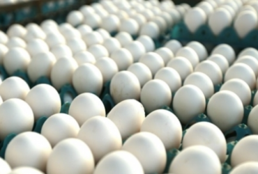 Brasil fecha ano com crescimento em produção, consumo e exportações de carne de frango, carne suína e ovos, aponta a ABPA