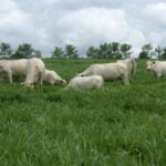 Janela para plantio acompanha o período de chuvas