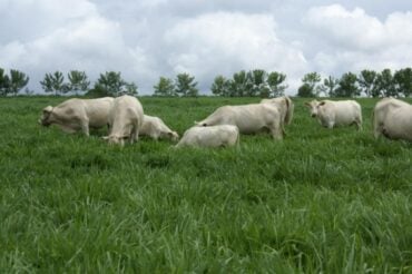 Janela para plantio acompanha o período de chuvas